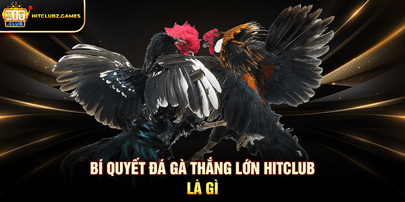 Bí Quyết Đá Gà Thắng Lớn Hitclub là gì