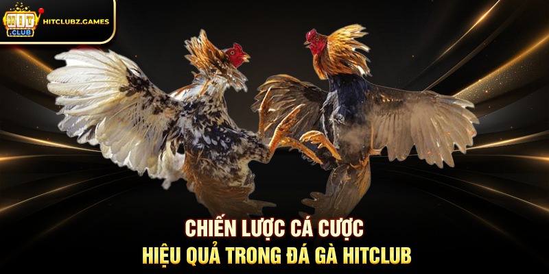 Chiến lược cá cược hiệu quả trong Đá Gà Hitclub