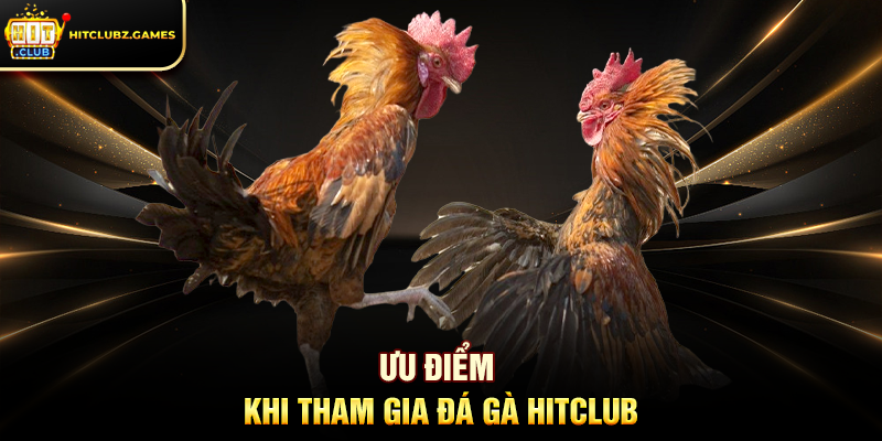 Ưu điểm khi tham gia Đá Gà Hitclub